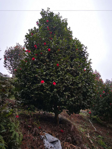 茶花苗圖片/茶花苗樣板圖 (3)