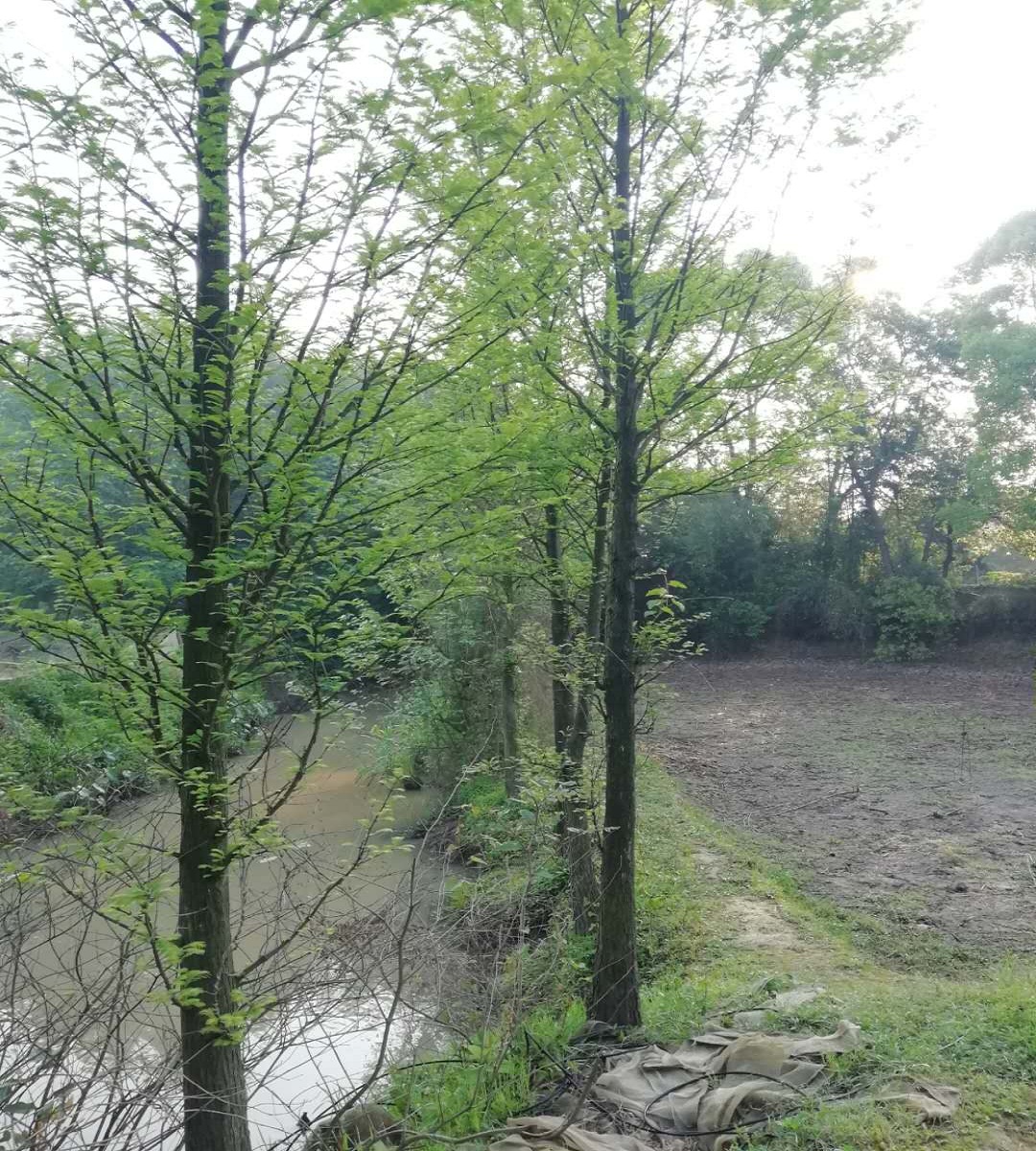 湖南水杉基地 丛生香樟价格图片