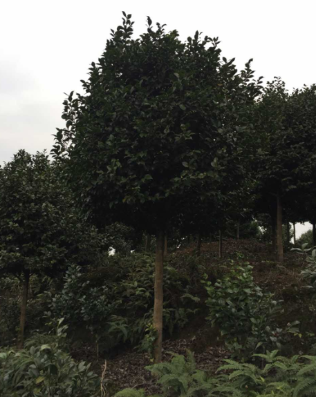 牡丹圖片/牡丹樣板圖 (4)