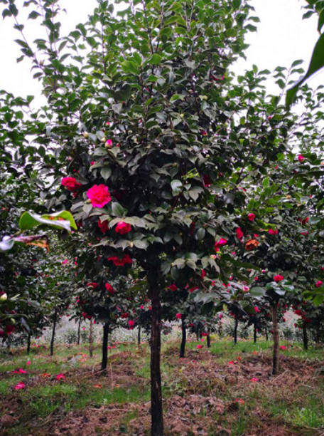 茶花圖片/茶花樣板圖 (3)