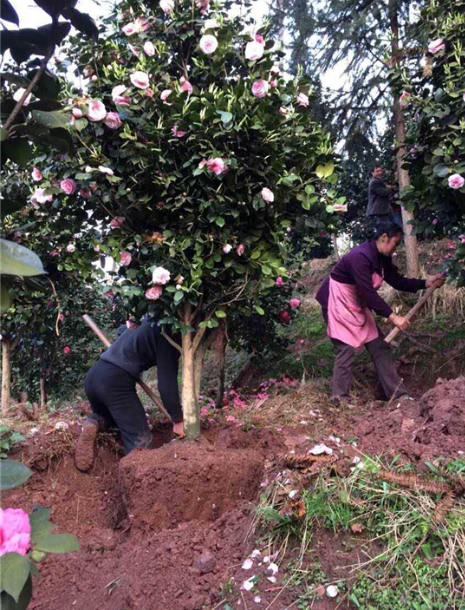 童子圖片/童子樣板圖 (2)