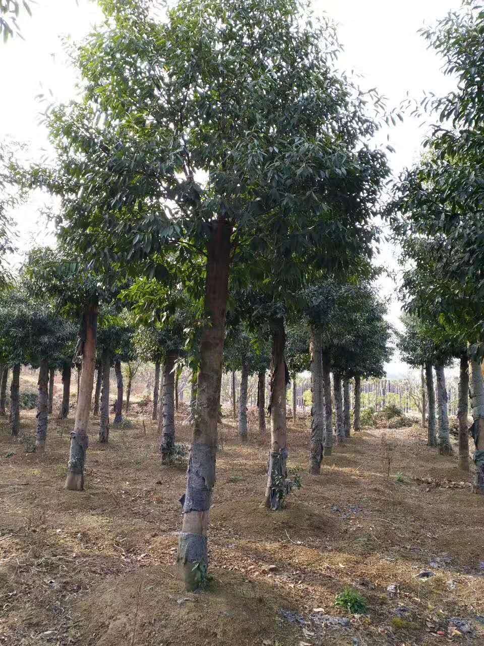 杜英圖片/杜英樣板圖 (4)