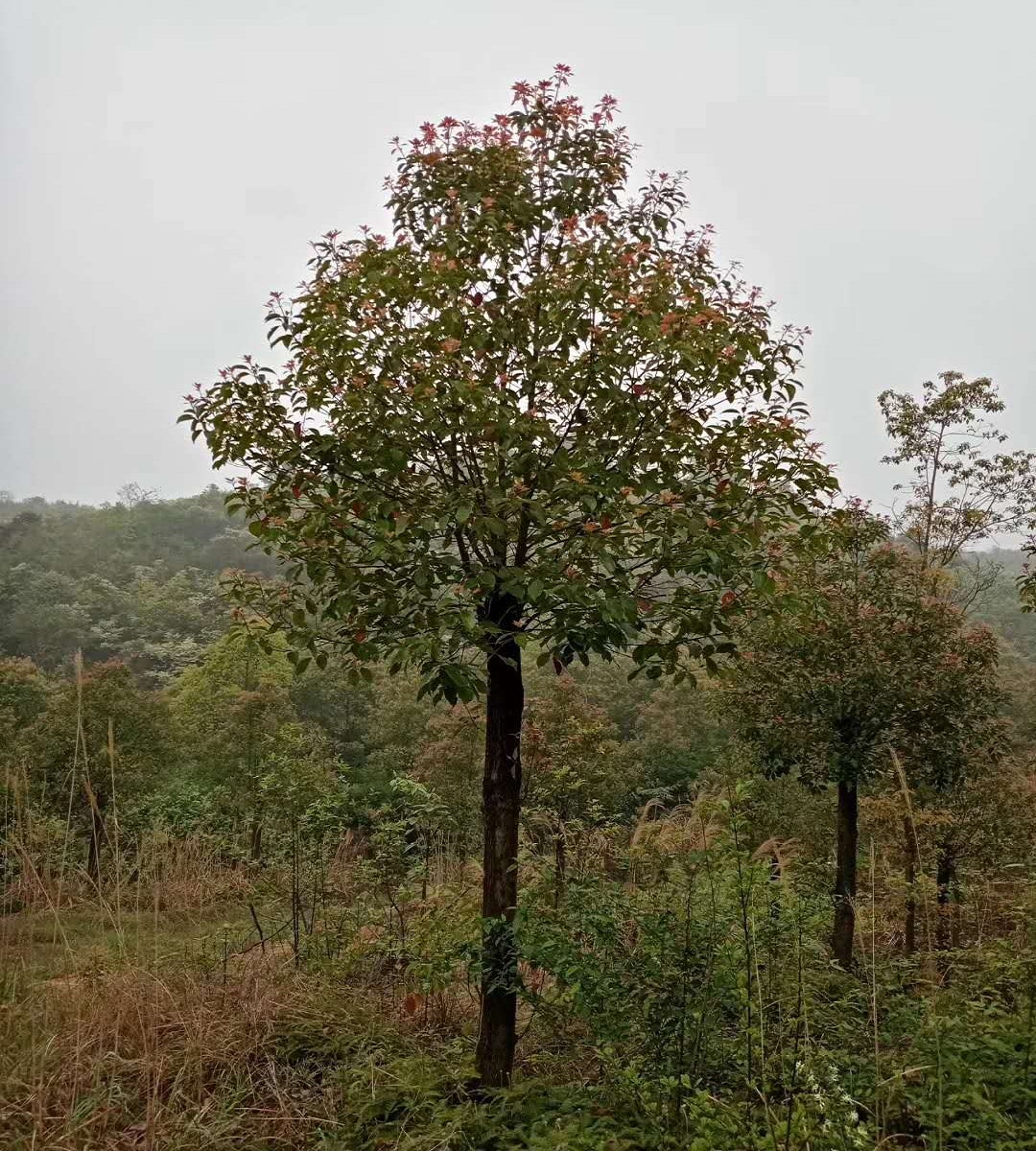 湖南香樟基地 丛生香樟价格图片