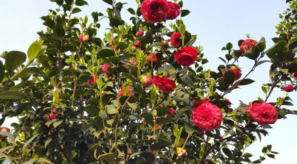 赤丹圖片/赤丹樣板圖 (2)