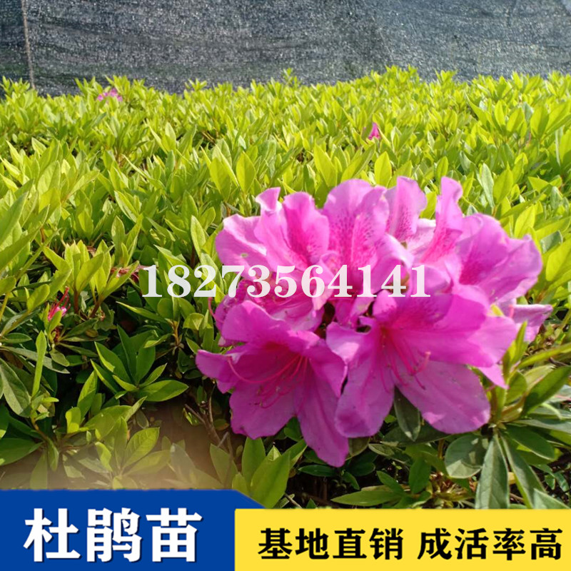 杜鵑花小苗圖片/杜鵑花小苗樣板圖 (2)