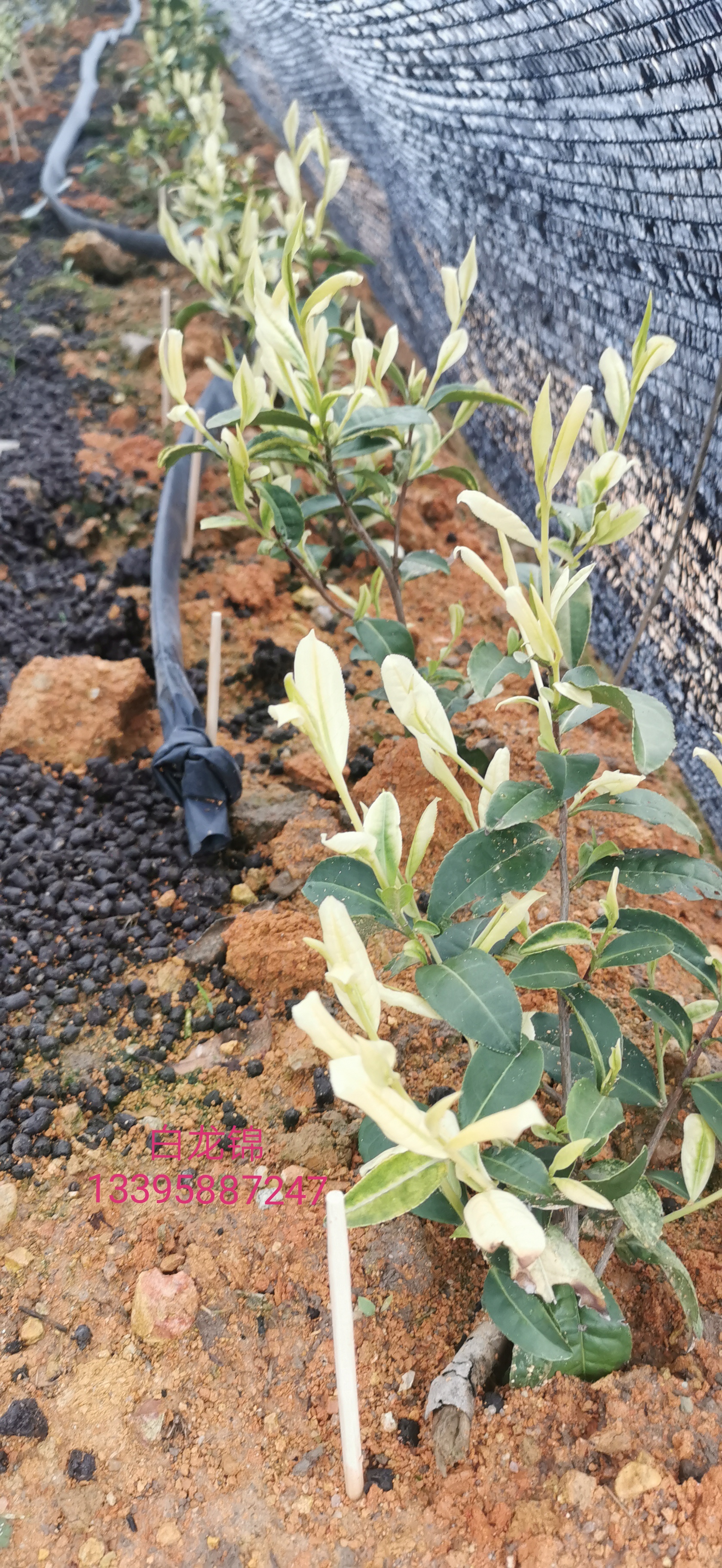 白龍圖片/白龍樣板圖 (4)