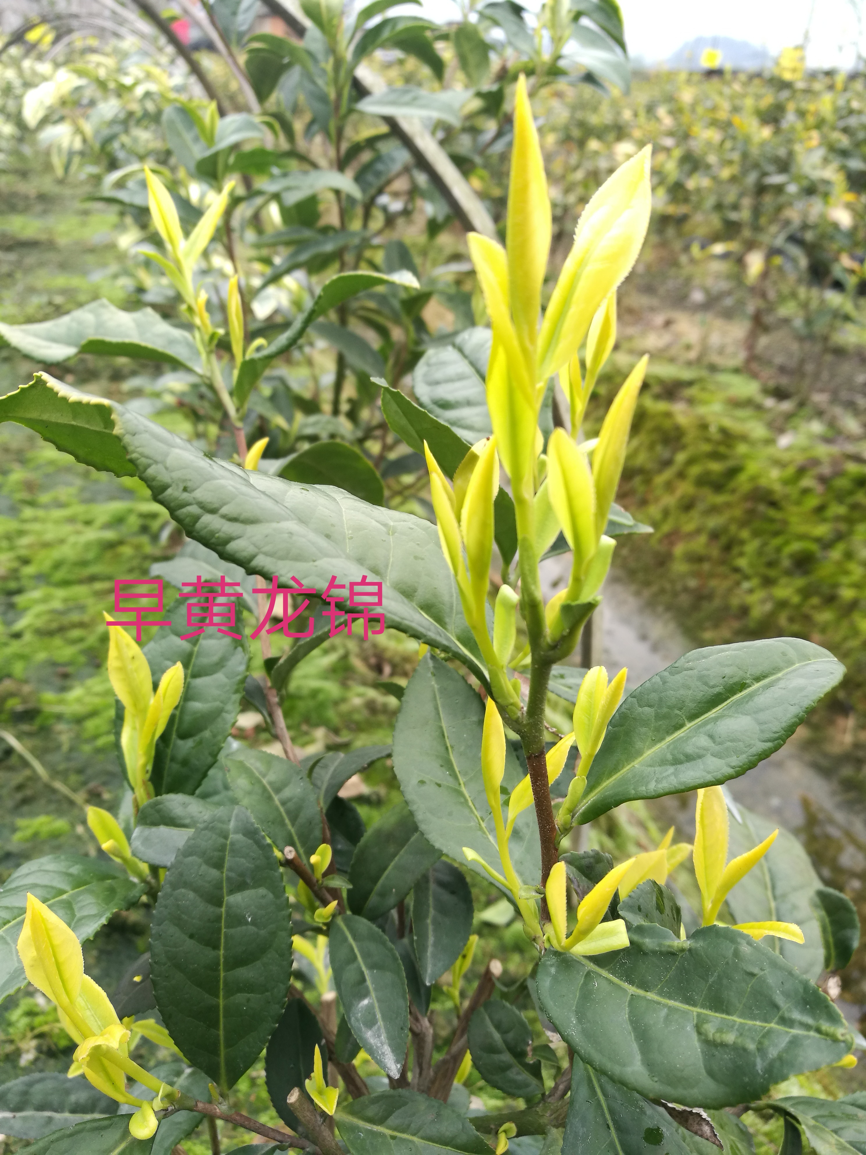 黃龍錦圖片/黃龍錦樣板圖 (3)