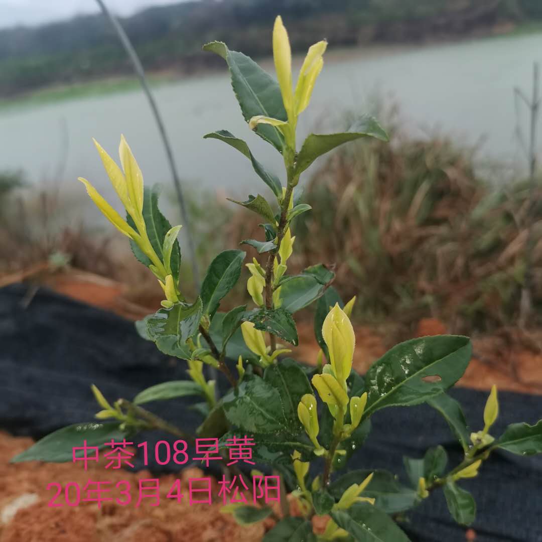 中茶108早黃圖片/中茶108早黃樣板圖 (3)