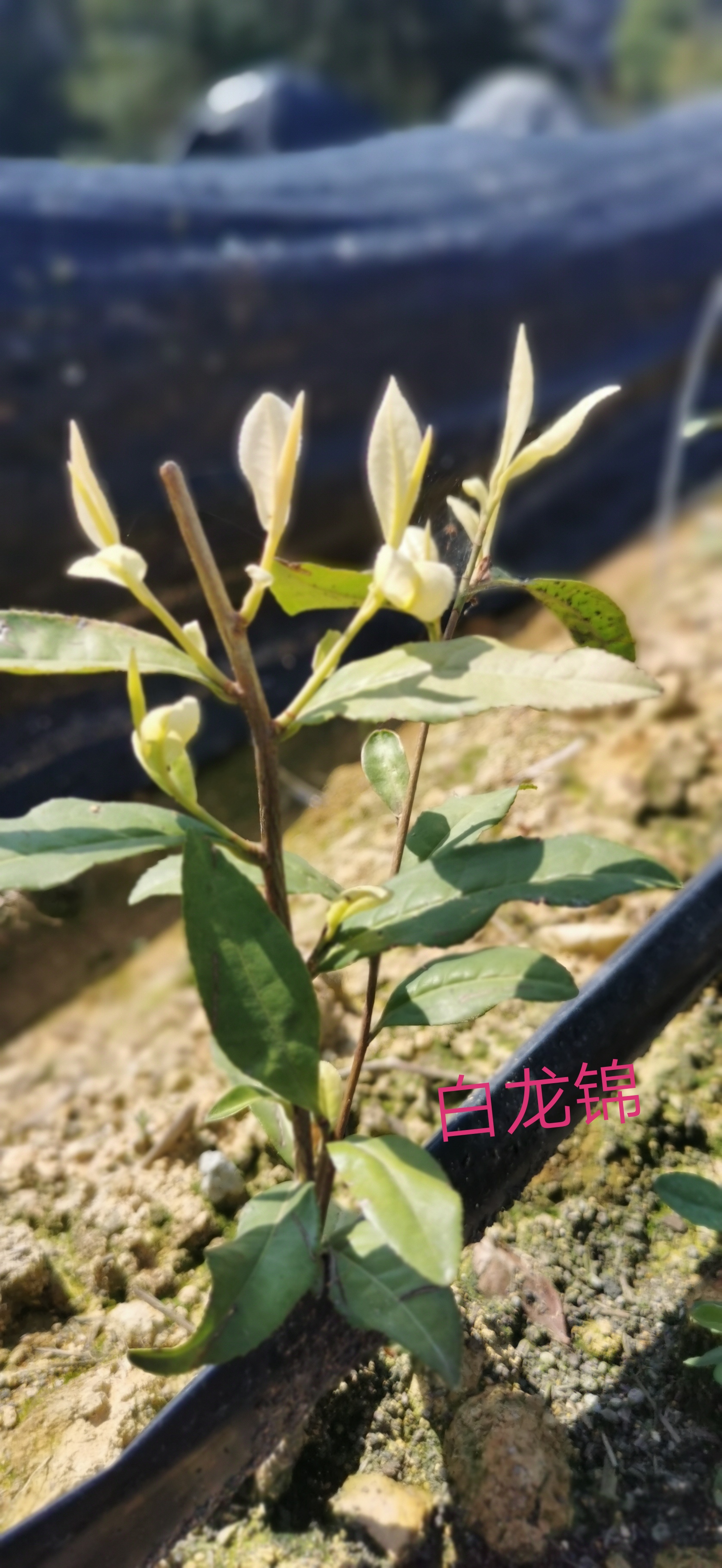白龍井圖片/白龍井樣板圖 (4)