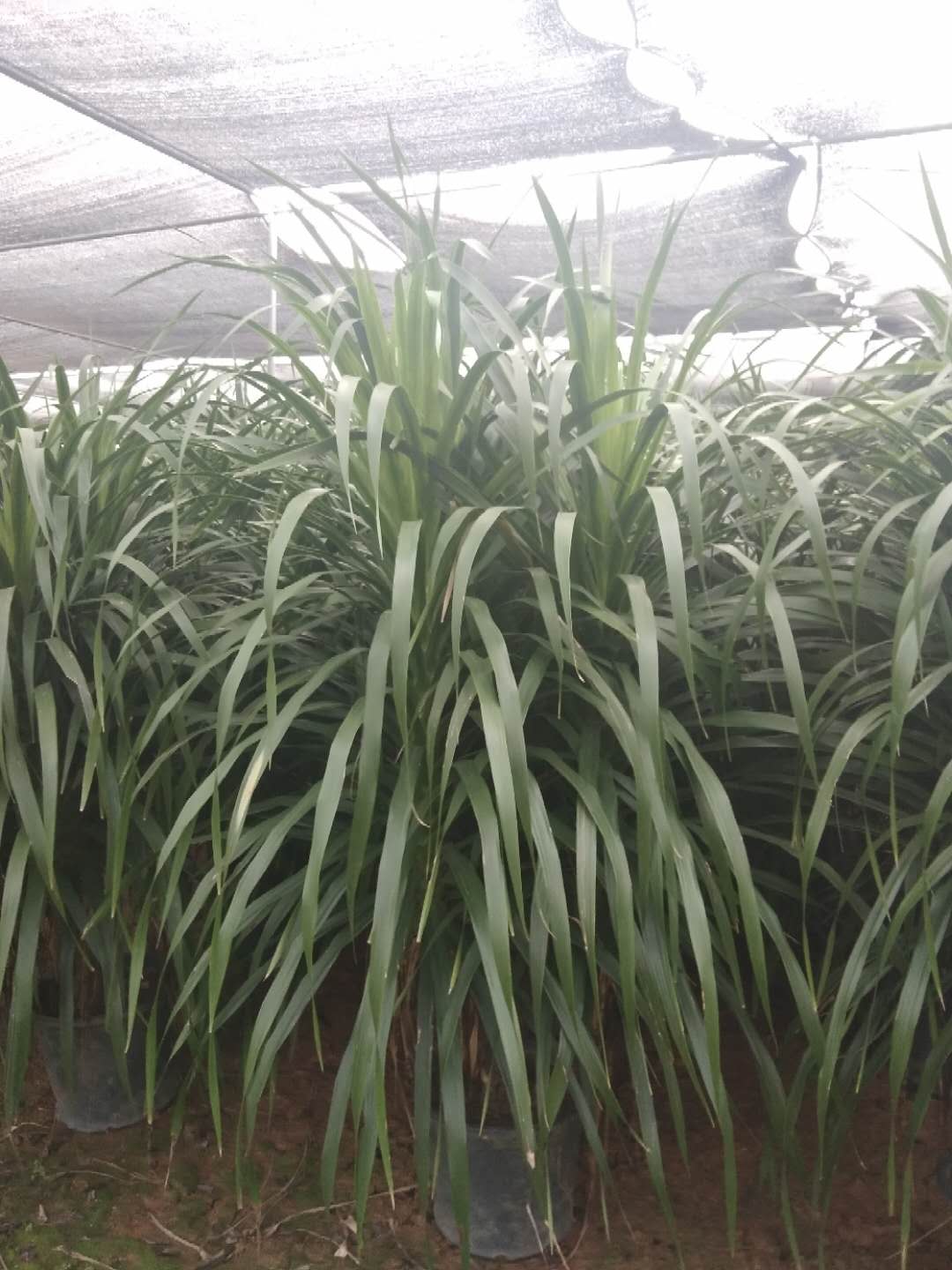 福建龍血樹圖片