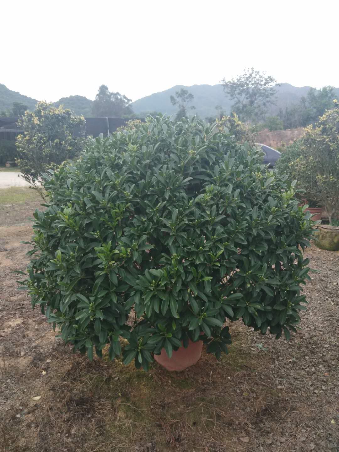 福建非洲茉莉球供應(yīng)批發(fā)報(bào)價(jià)現(xiàn)貨咨詢電話