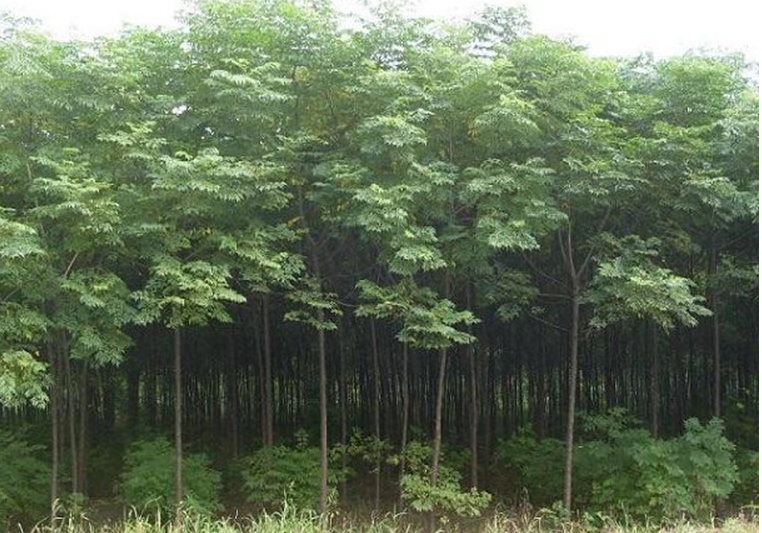 供應(yīng)苦楝樹苗圖片
