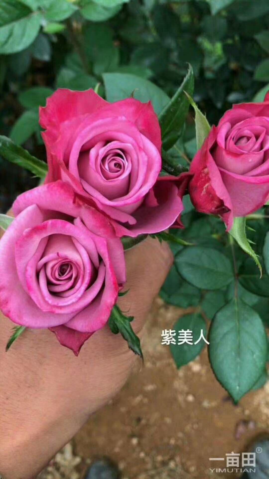 玫瑰苗圖片/玫瑰苗樣板圖 (1)