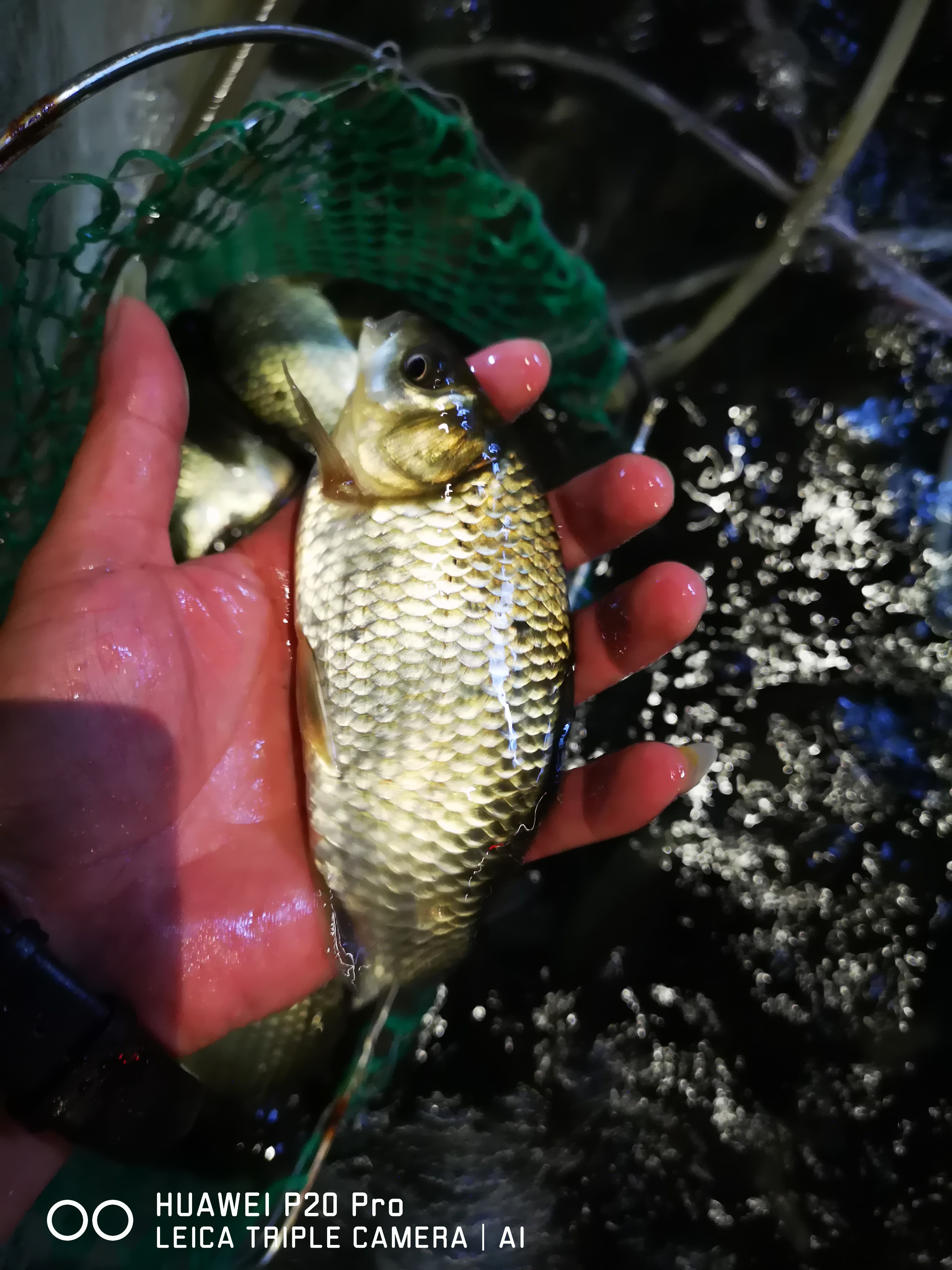 白鯧魚(yú)苗圖片/白鯧魚(yú)苗樣板圖 (4)