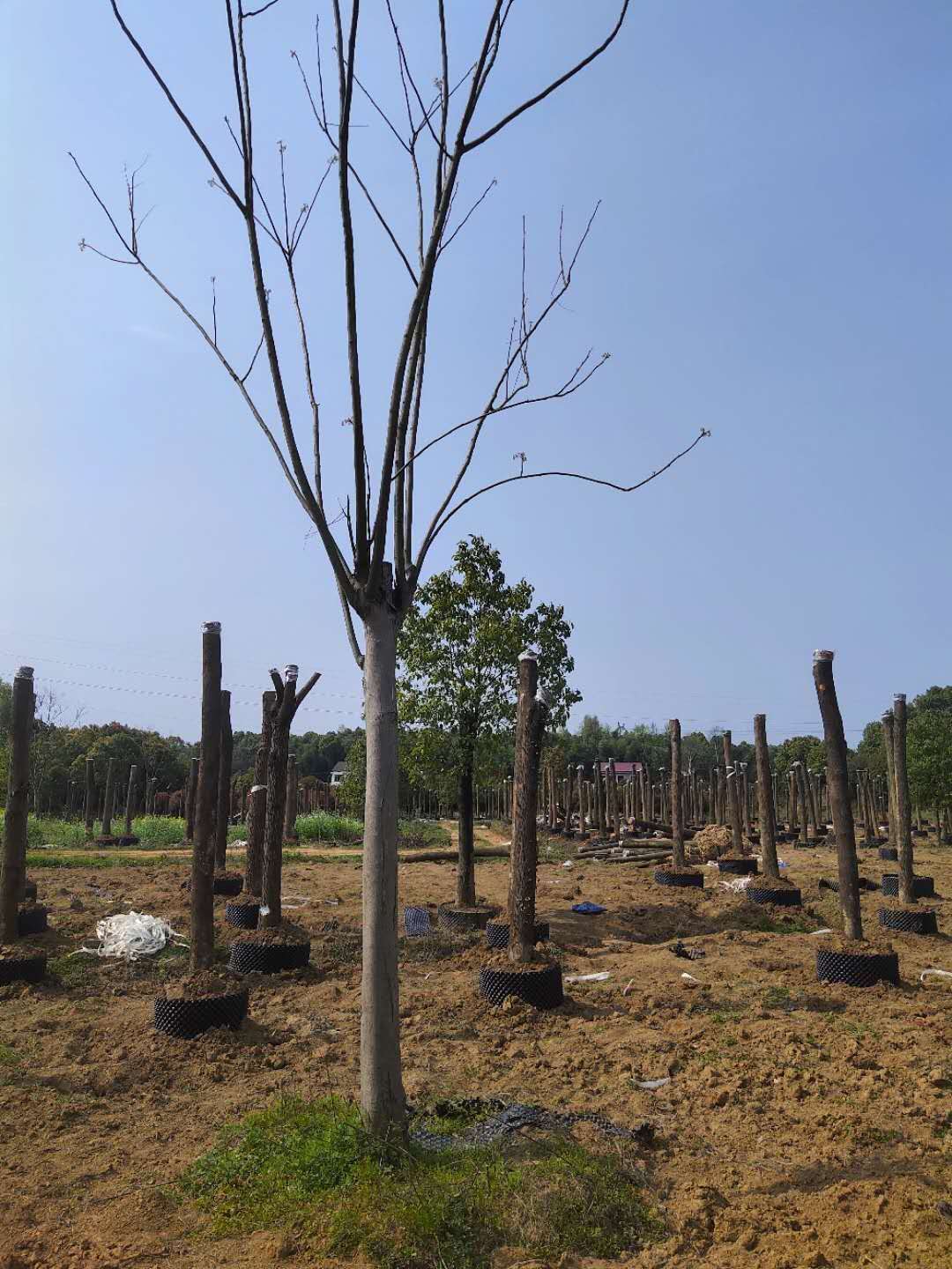 黃山欒樹苗木圖片