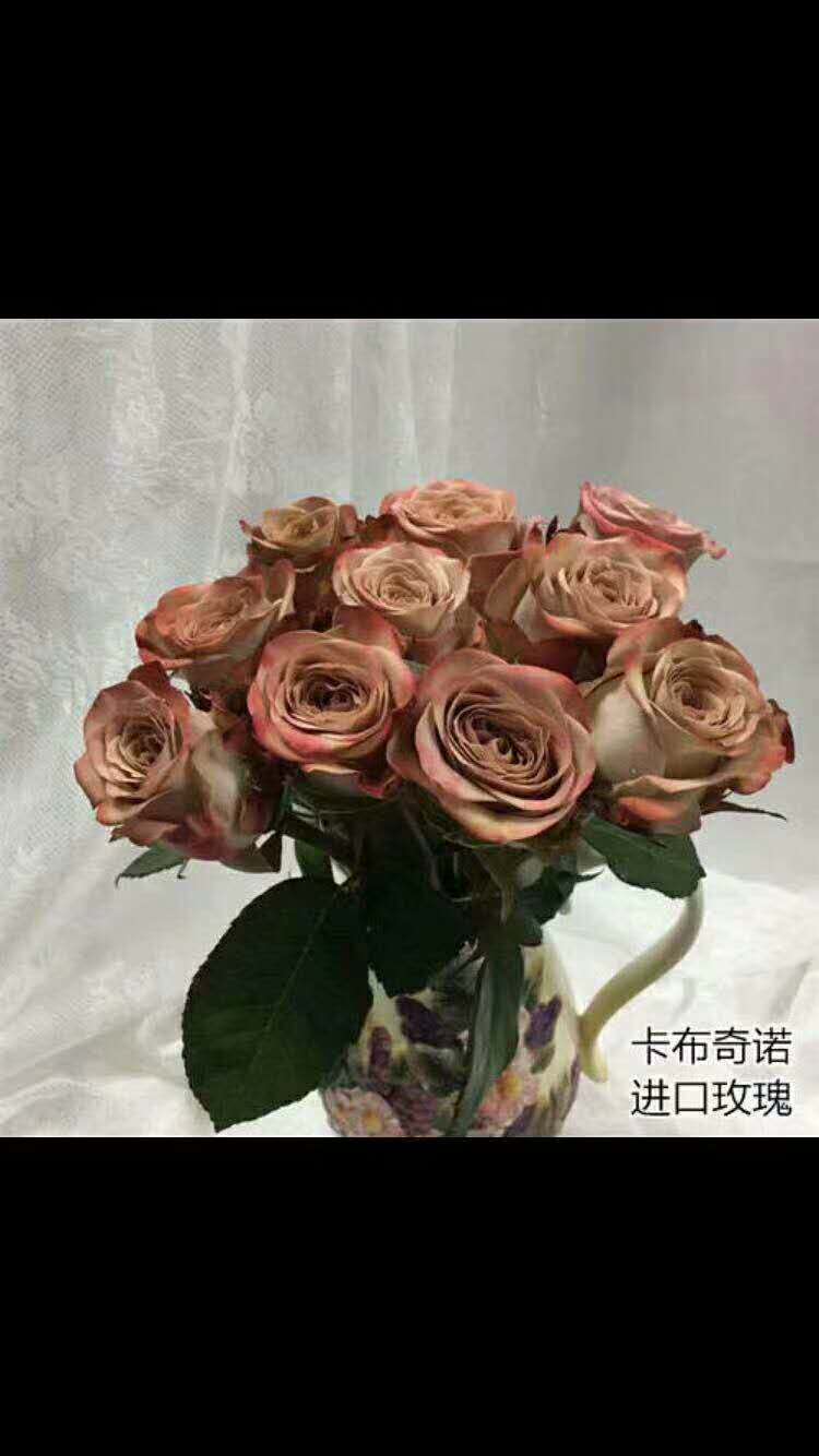 玫瑰花圖片/玫瑰花樣板圖 (3)