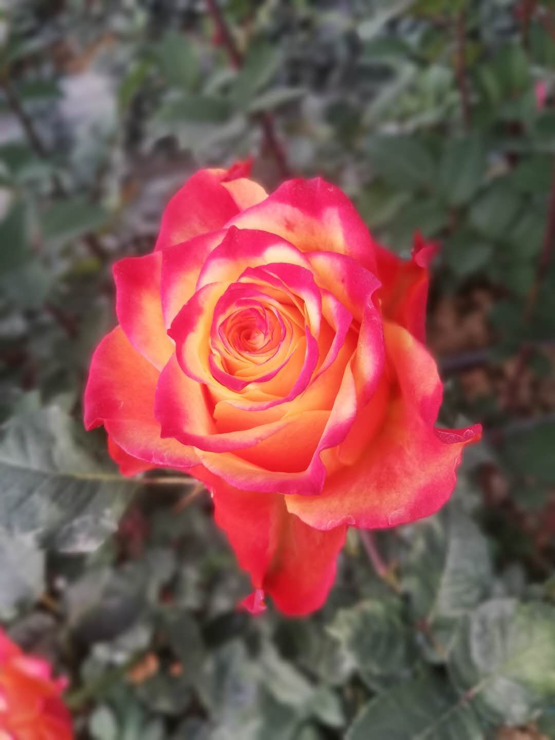 玫瑰花圖片/玫瑰花樣板圖 (3)