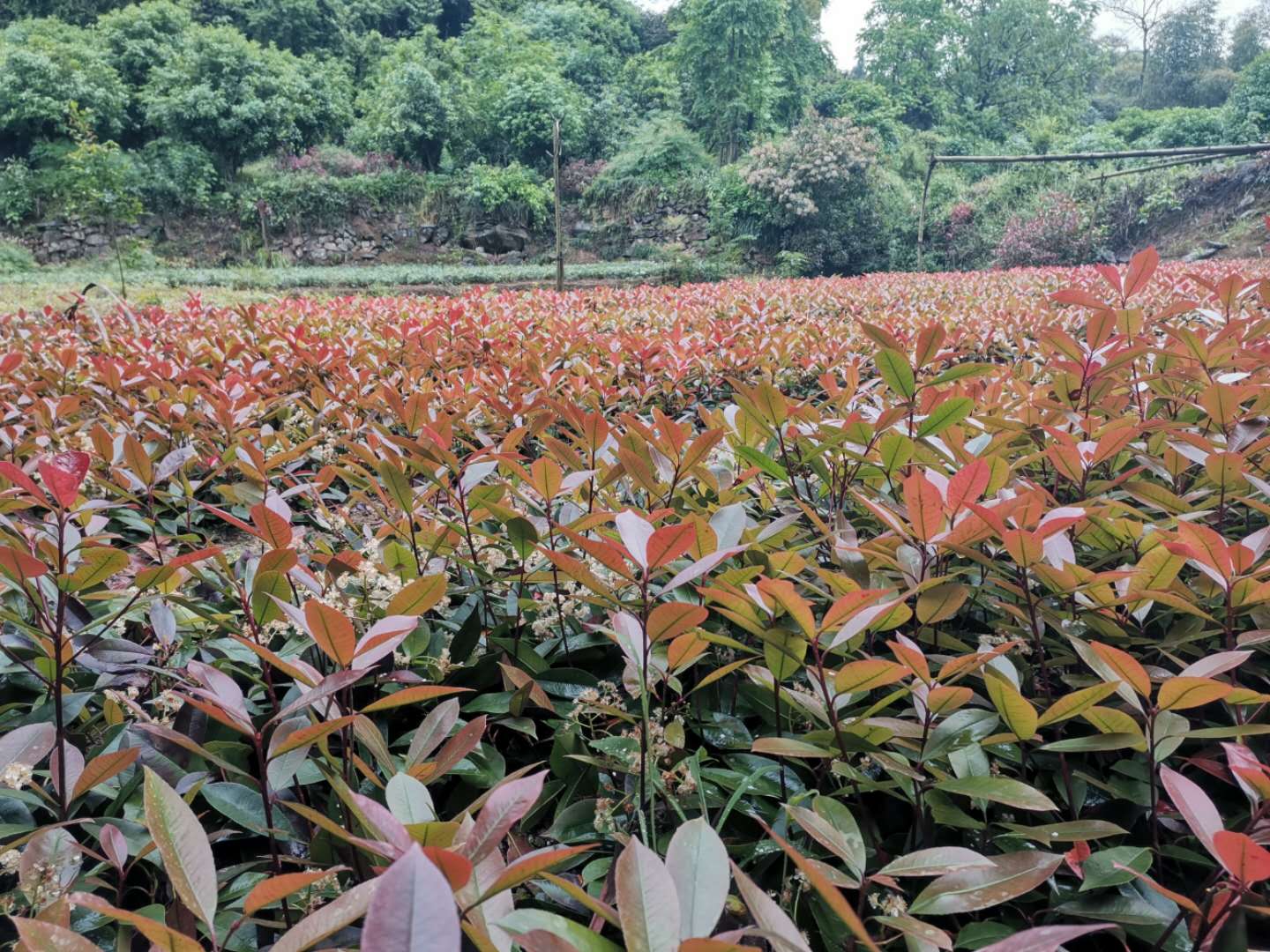 红叶石楠湖北苗圃红叶石楠批发价格