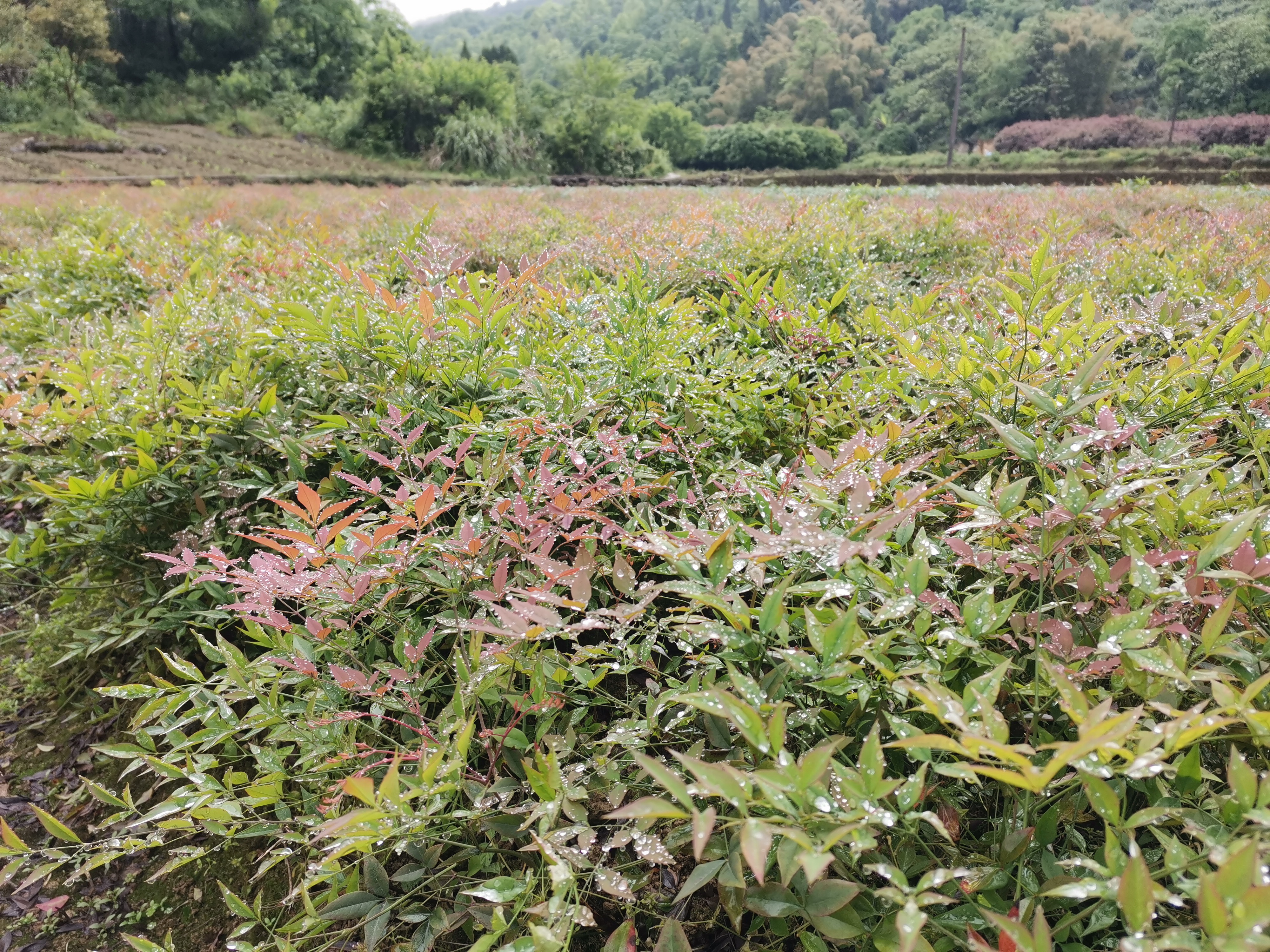 四川苗圃南天竹批发价格图片