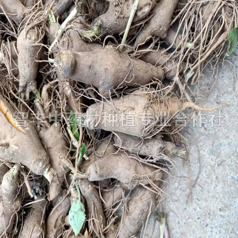 廣州白術(shù)套種技術(shù)、白術(shù)哪些地區(qū)適合種植【智豐中藥材種植專業(yè)合作社】