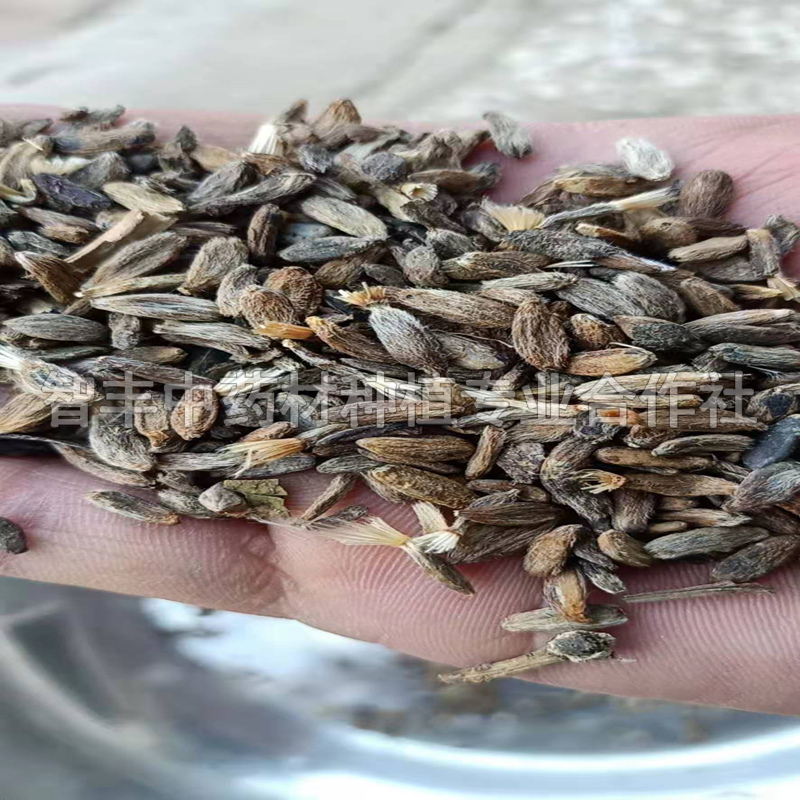 蕭山白術(shù)的抗旱能力怎么樣、白術(shù)一年苗多少錢棵【智豐中藥材種植專業(yè)合作社】