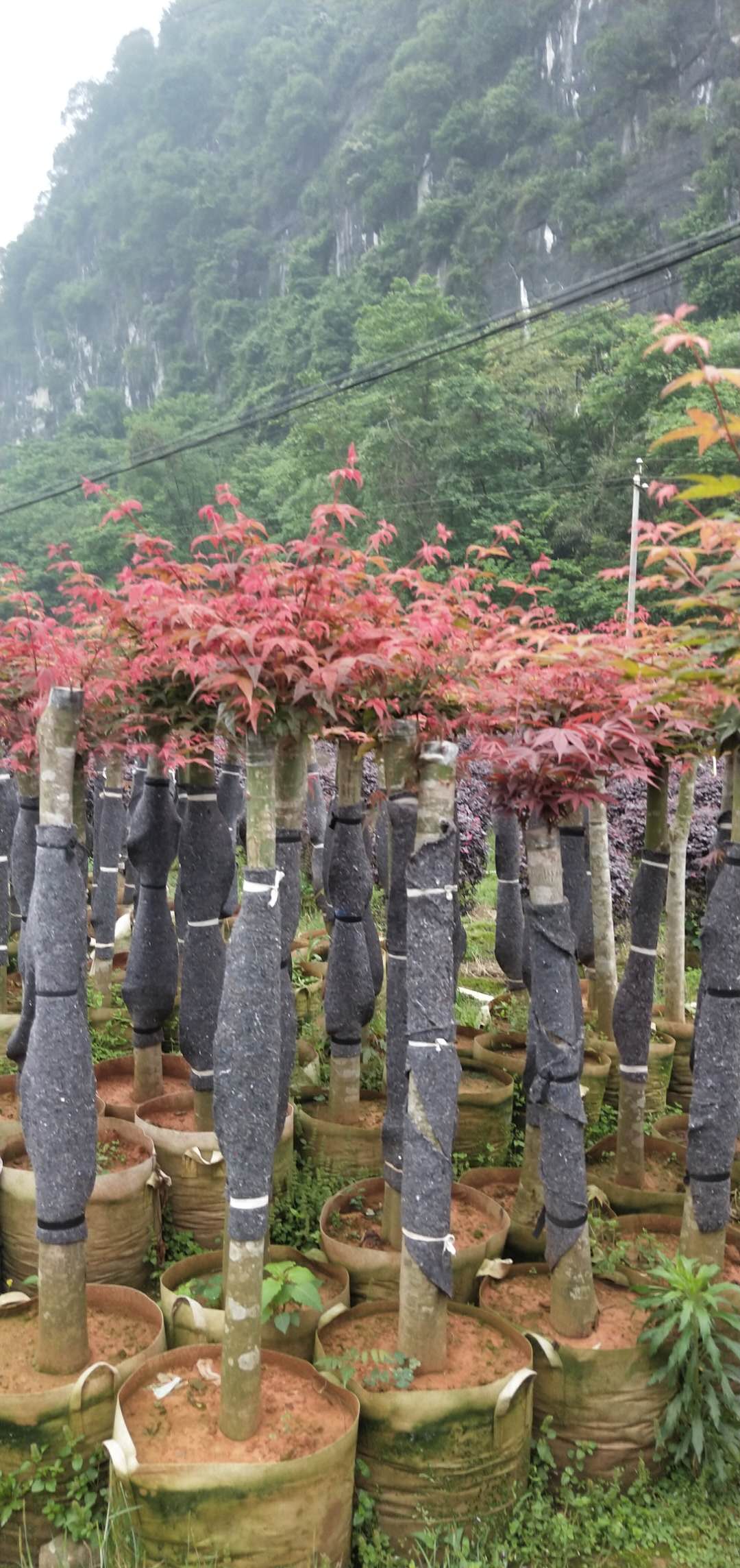 河池精品美国红枫树苗价格_美国红枫树基地 冠幅120（阳朔县龙盛花木场） 美国红枫树苗供应商图片