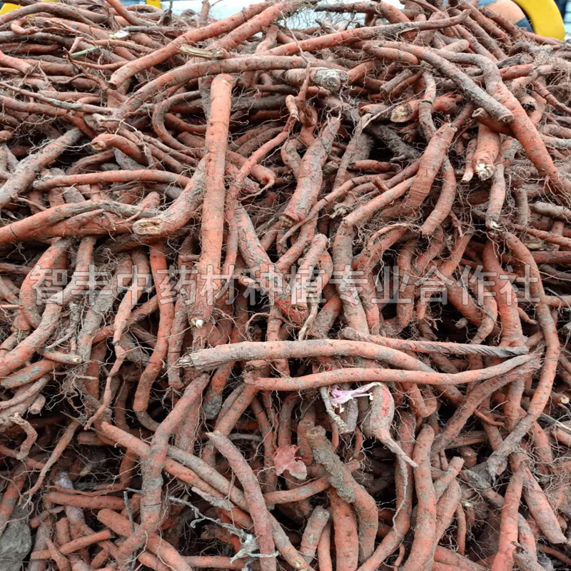 莆田丹參種苗苗的適應(yīng)地區(qū)、種植前景廣闊、種子的種植時間【智豐中藥材種植專業(yè)合作社】