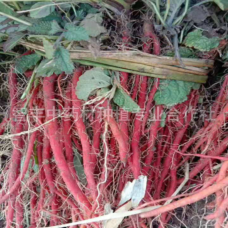 石獅丹參種子芽的新價(jià)格、面議、芽【智豐中藥材種植專業(yè)合作社】