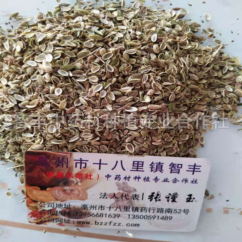 種苗圖片/種苗樣板圖 (2)