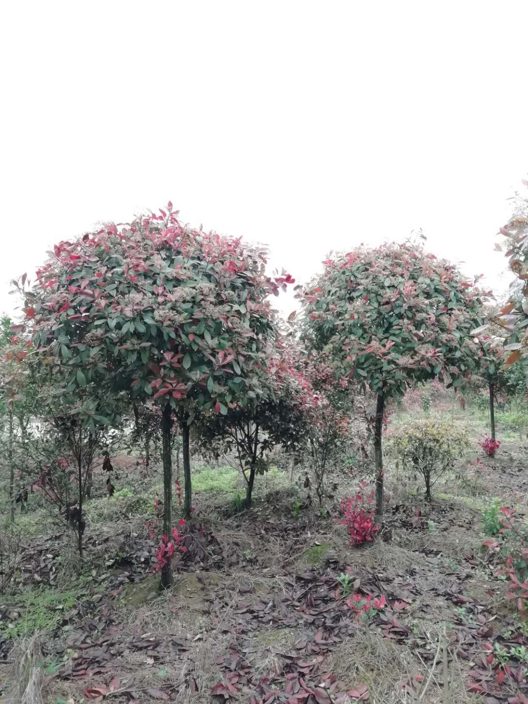 湖南红叶石楠价格 桂花种植基地