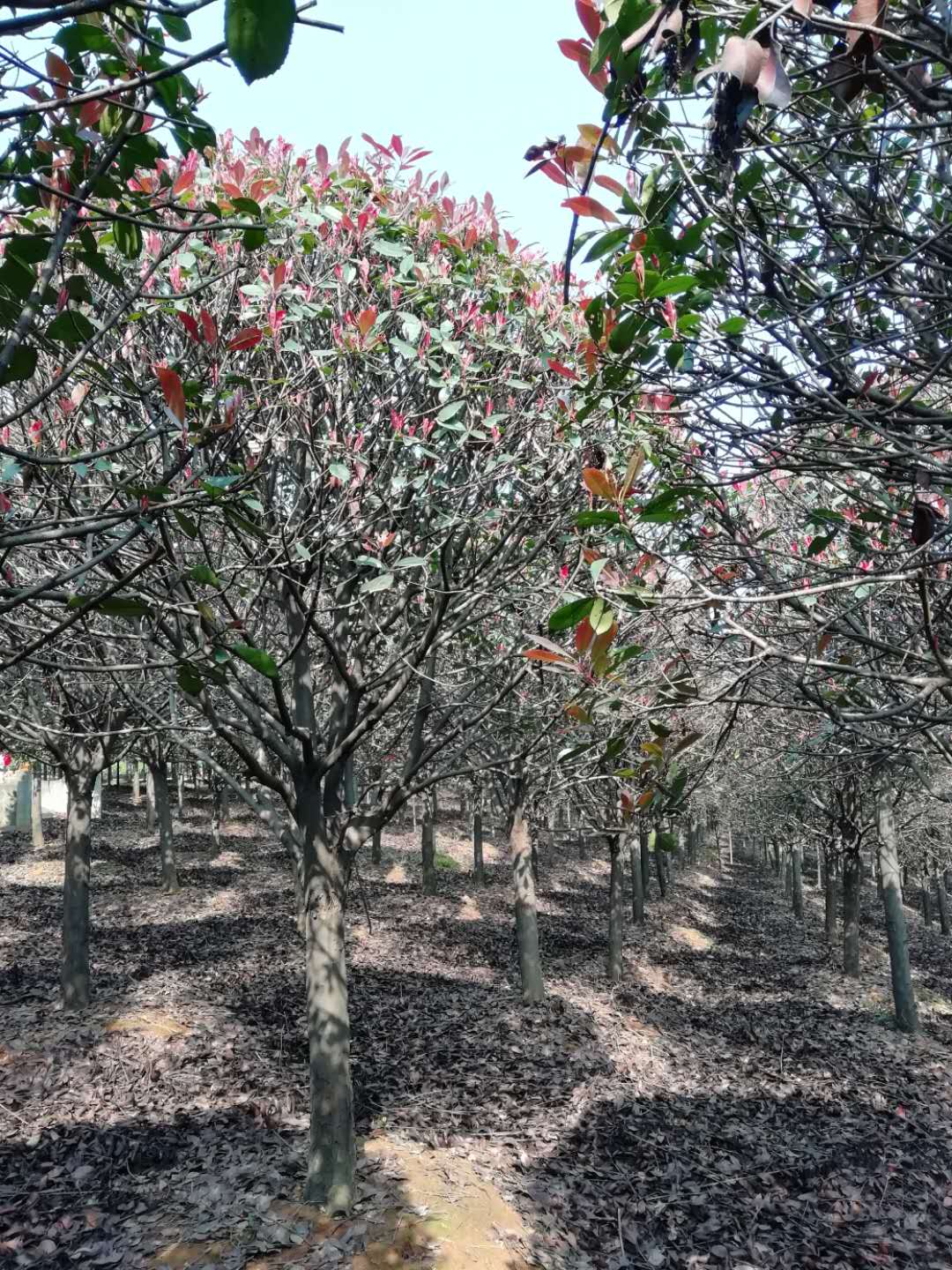 紅葉石楠圖片/紅葉石楠樣板圖 (3)