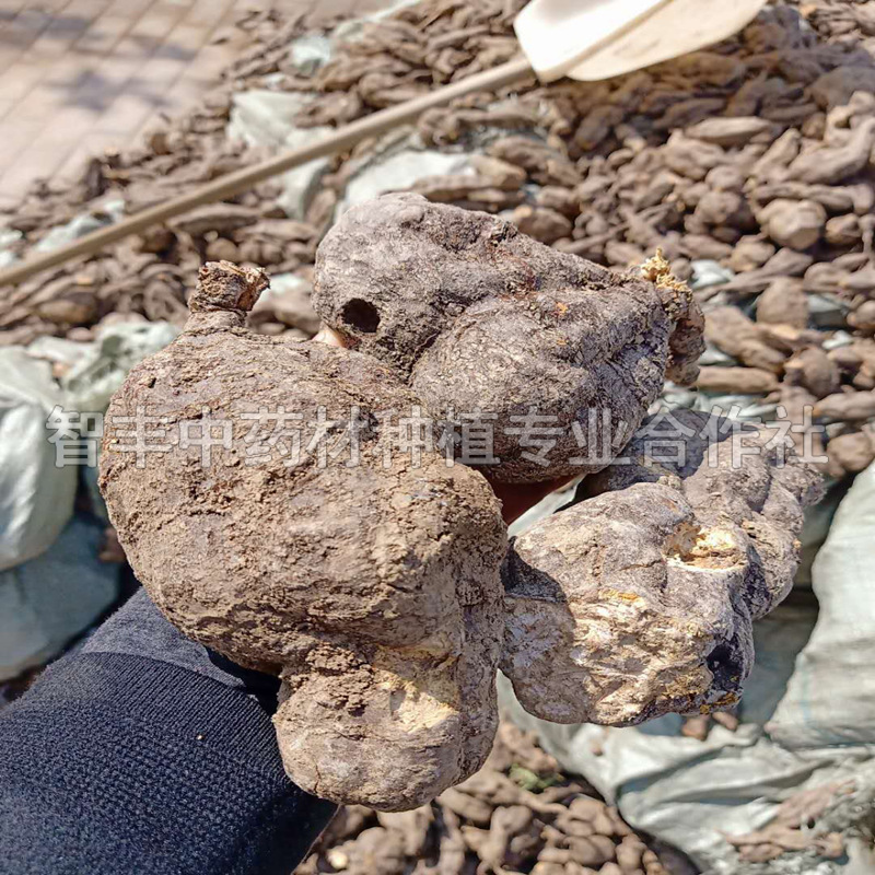 浙江何首乌种子生地种植方法、亳州智丰、两年苗【智丰中药材种植专业合作社】