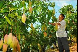 枇杷.芒果.石榴枇杷.芒果.石榴批发报价销售13882346548