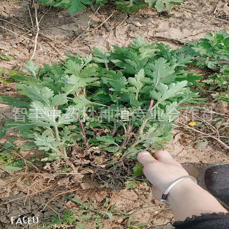 佛山亳菊种子改良种植方法、种植前景广阔、多少钱一斤【智丰中药材种植专业合作社】