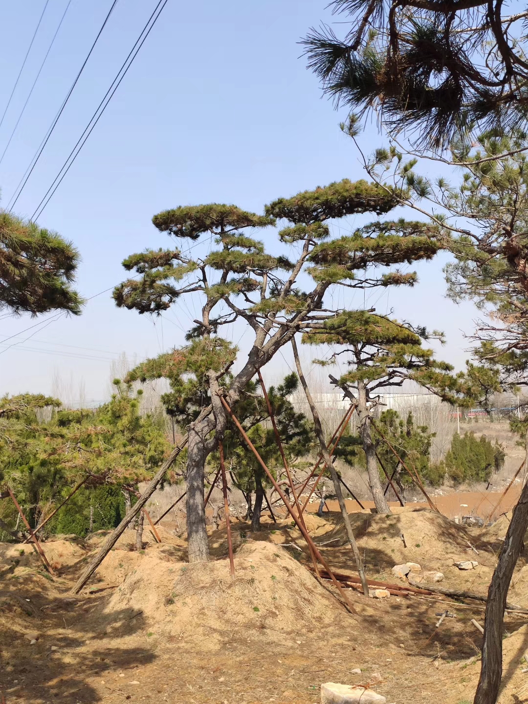 山东造型黑松基地供应 造型黑松供应图片