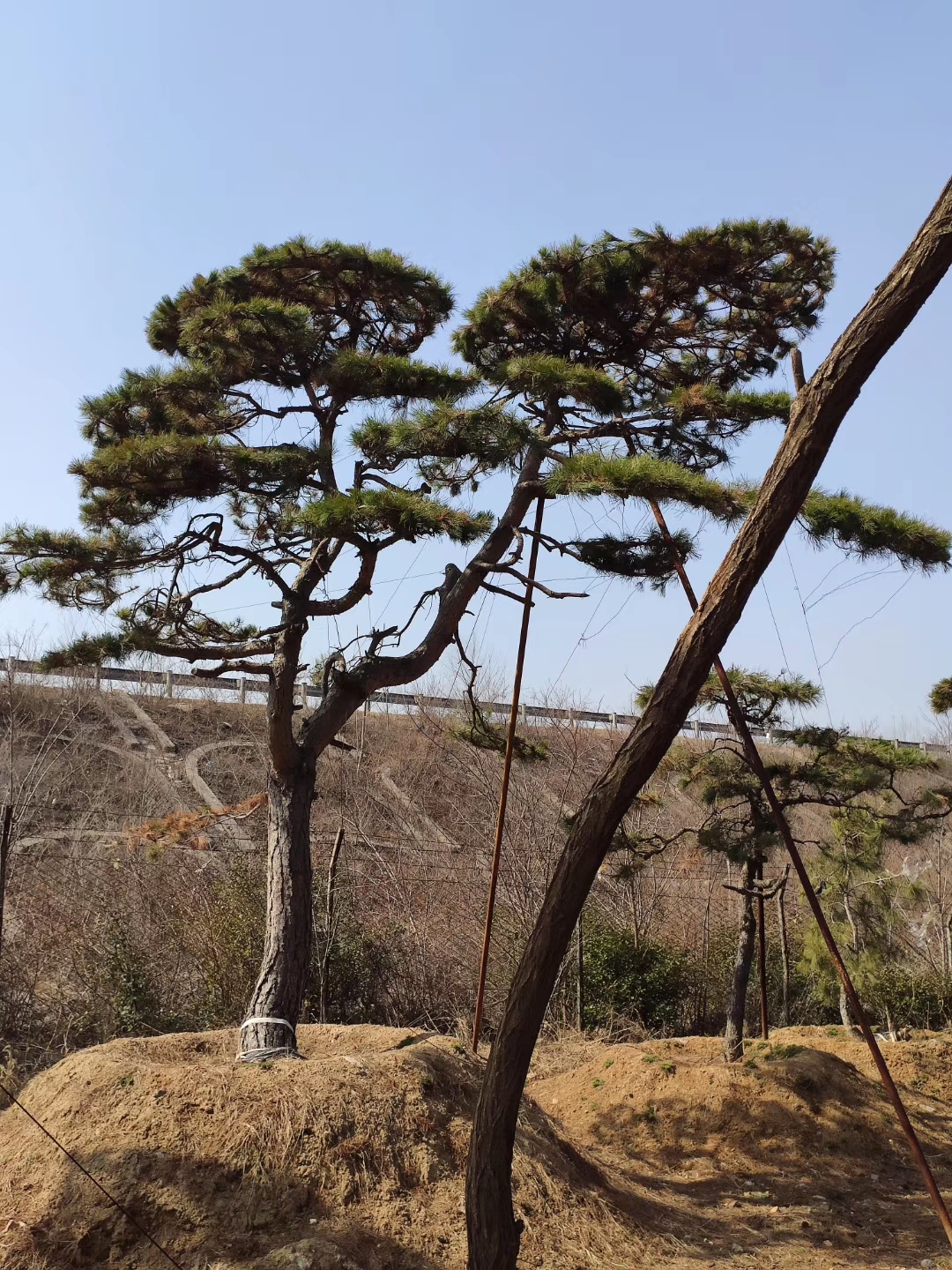 莱芜市造型黑松供应厂家