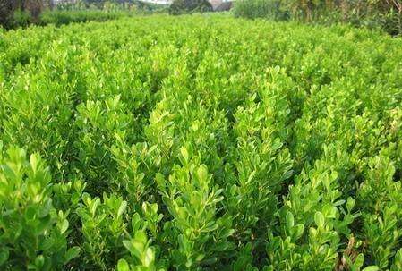 東瓜子圖片/東瓜子樣板圖 (3)