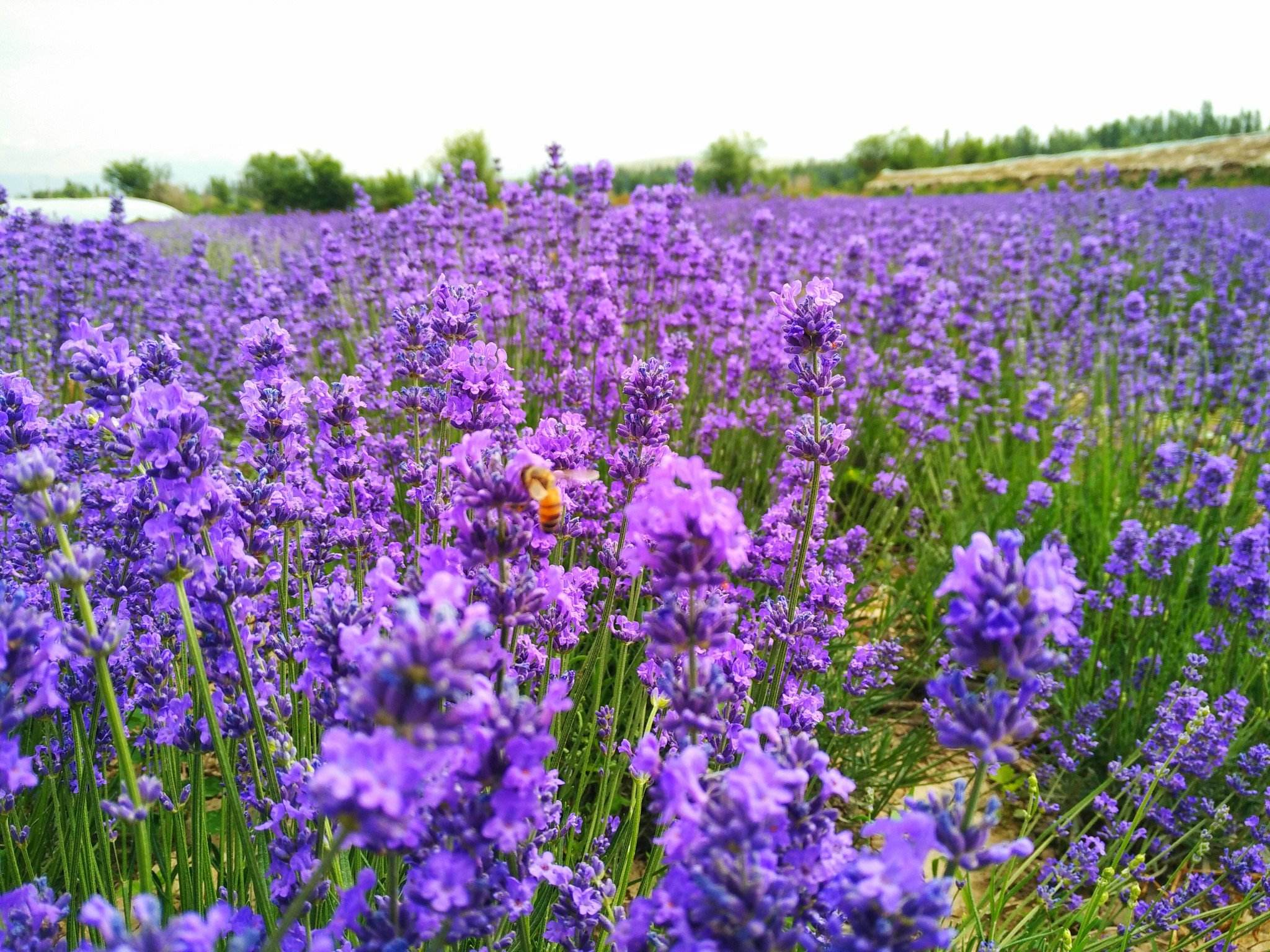 薰衣草種植圖片/薰衣草種植樣板圖 (2)
