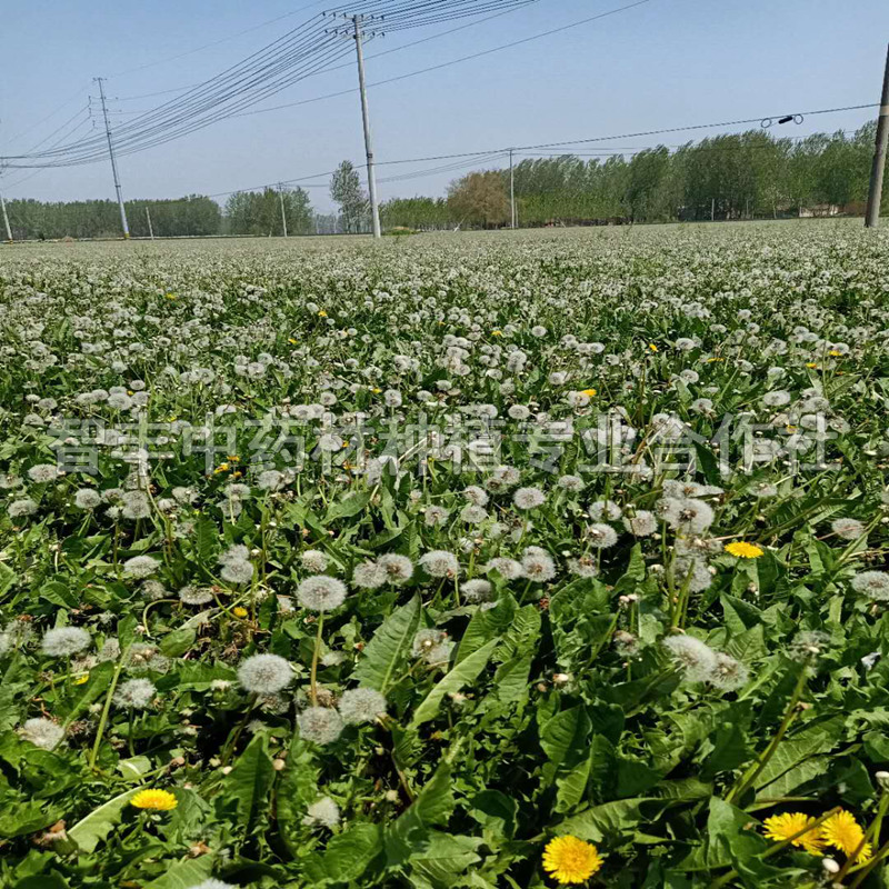 荷澤蒲公英種苗改良種芽、抗病耐寒、早什么時間種【智豐中藥材種植專業(yè)合作社】