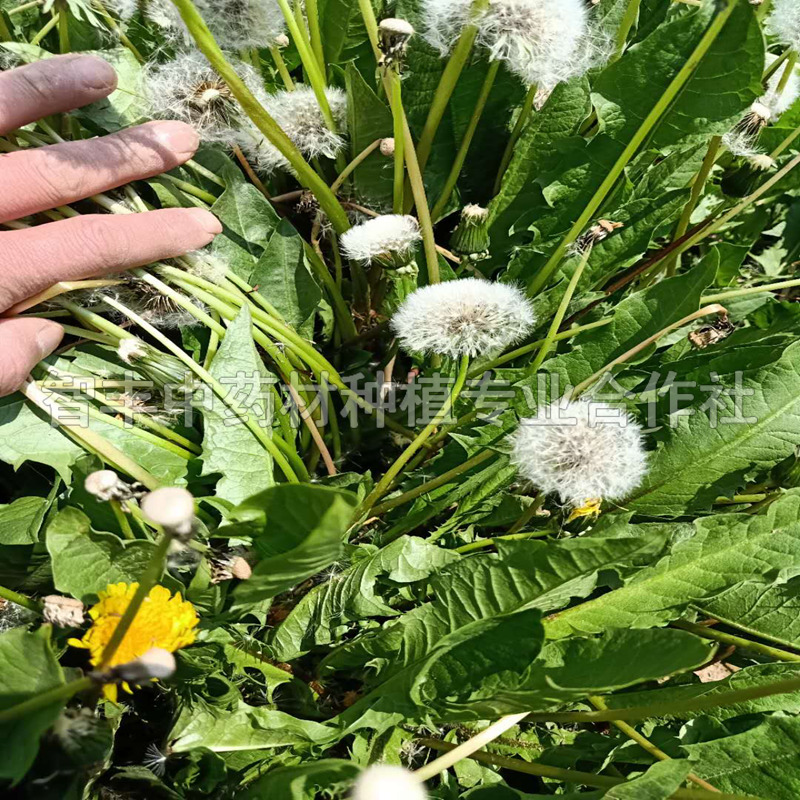 哈尔滨蒲公英种苗图片