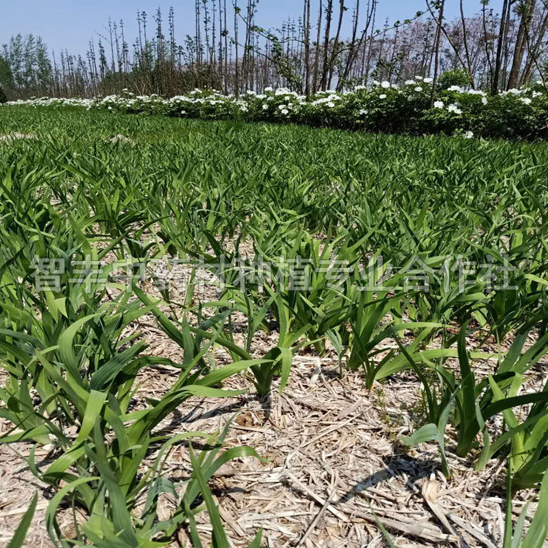 南充射干种子生地种苗亩投入、产地销售、适应种植地区【智丰中药材种植专业合作社】图片