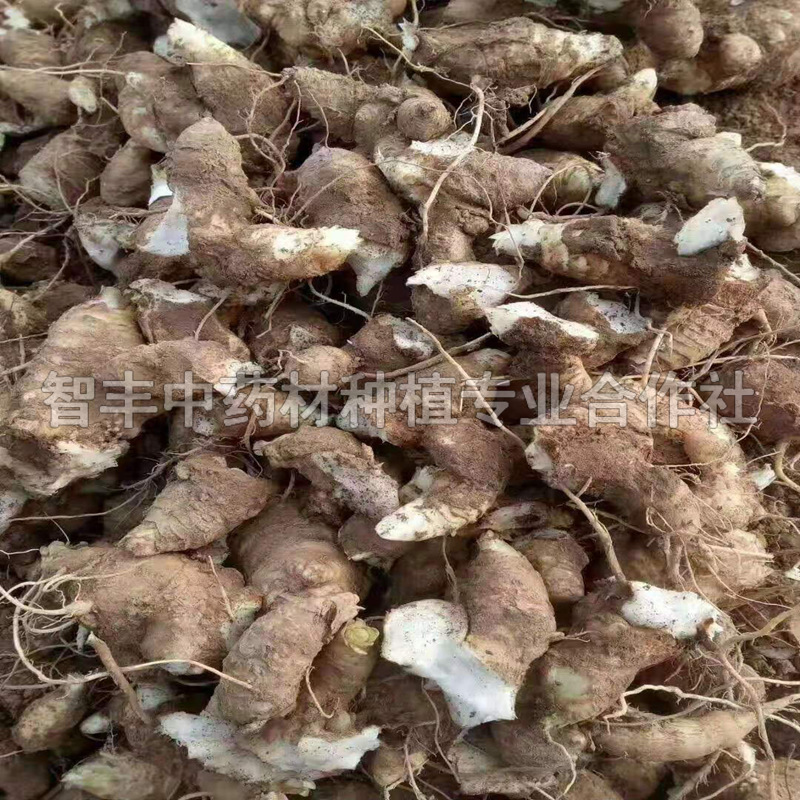 襄樊玄參種苗圖片