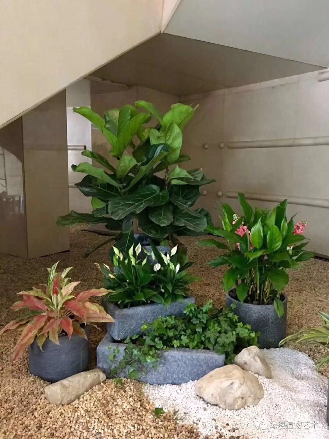 北京辦公室綠植圖片