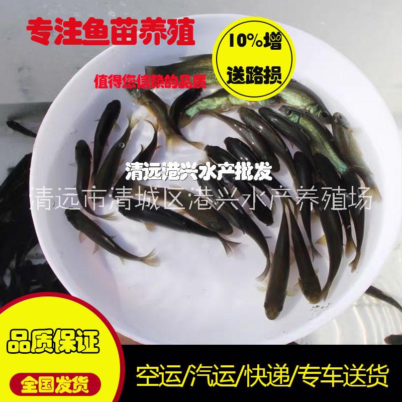 丁桂魚苗圖片/丁桂魚苗樣板圖 (2)