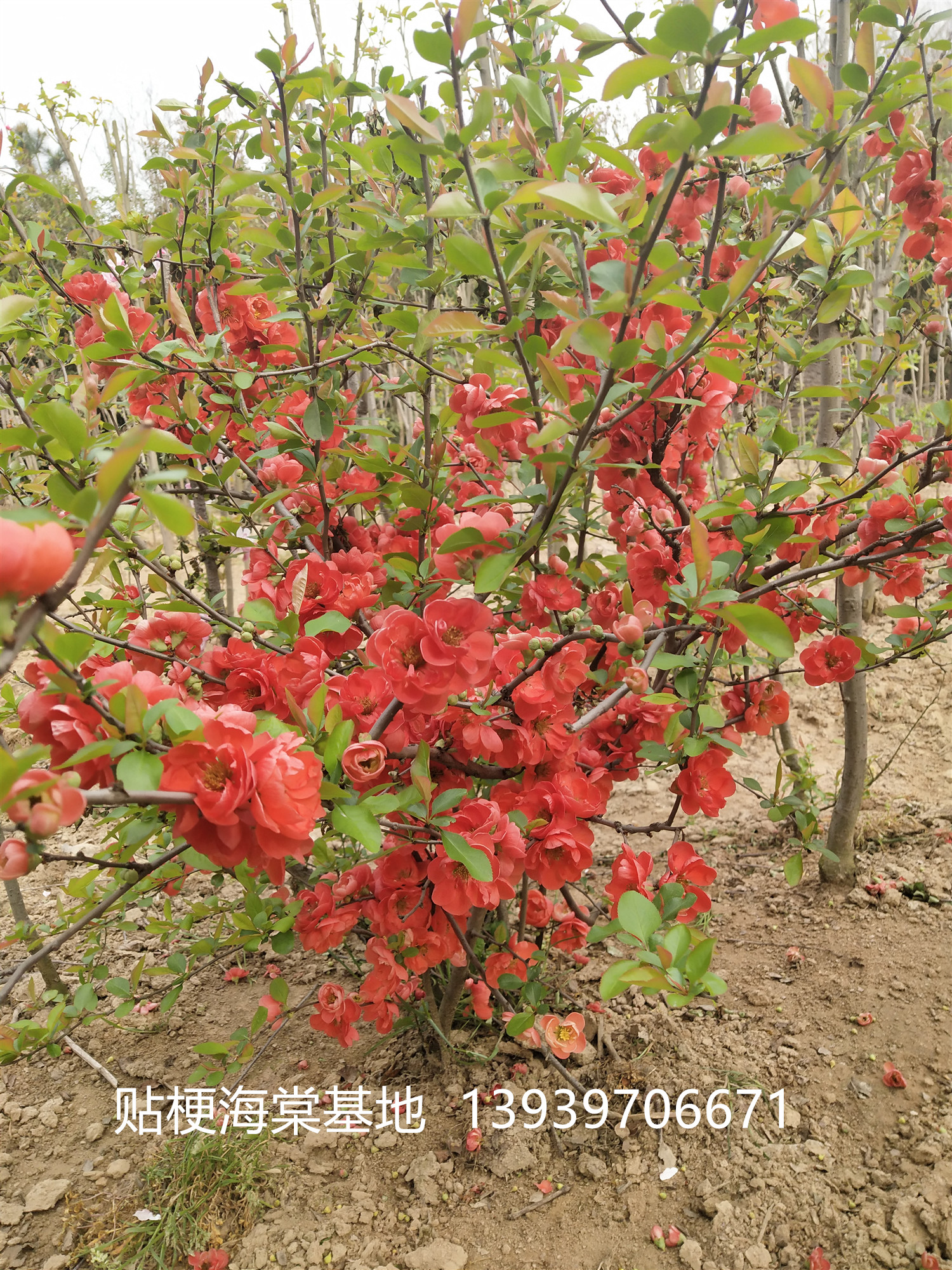 貼梗海棠圖片/貼梗海棠樣板圖 (3)