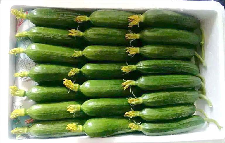 東莞長安蔬菜配送圖片/東莞長安蔬菜配送樣板圖 (2)