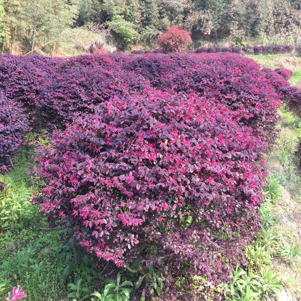 红花继木 红花继木造型  红继木盆景图片