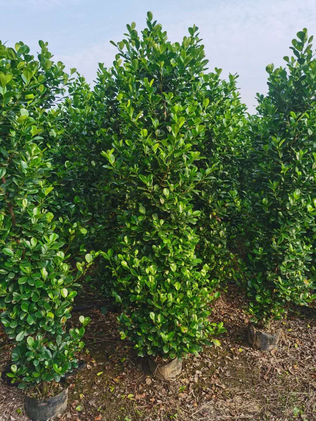 江西袋裝火山榕樹圖片