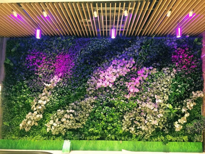 仿真植物圖片/仿真植物樣板圖 (2)