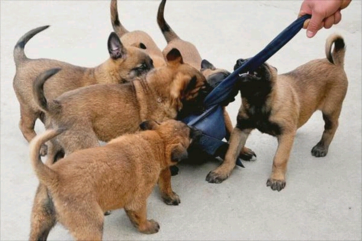 馬犬圖片/馬犬樣板圖 (3)